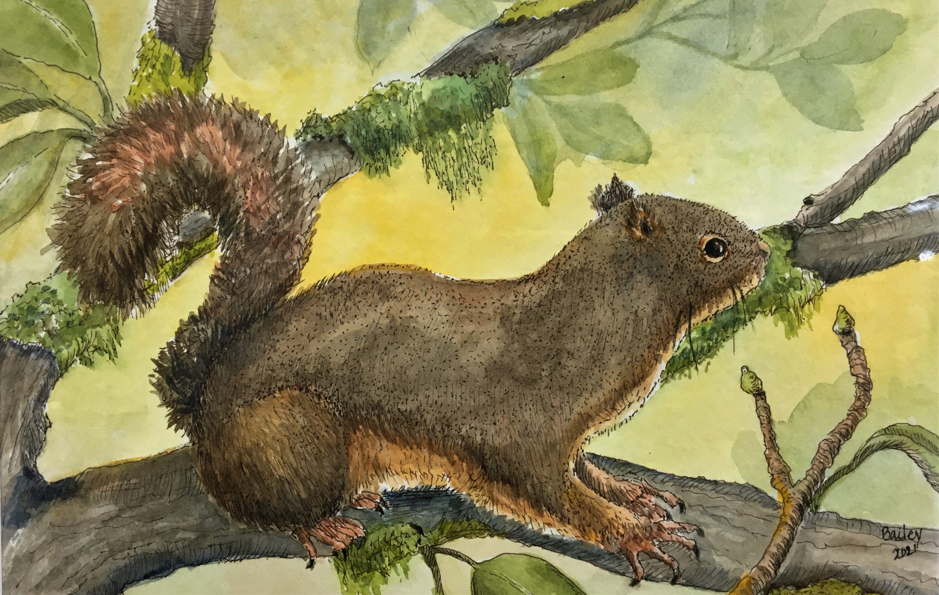 Douglas Fir Squirrel in a tree